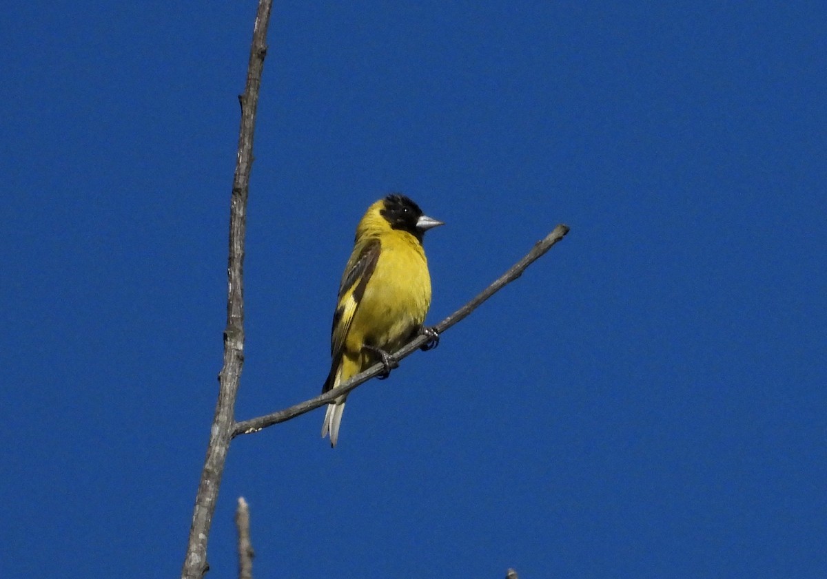 Black-headed Siskin - ML615468043