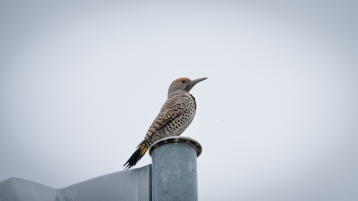 Gilded Flicker - ML615468064