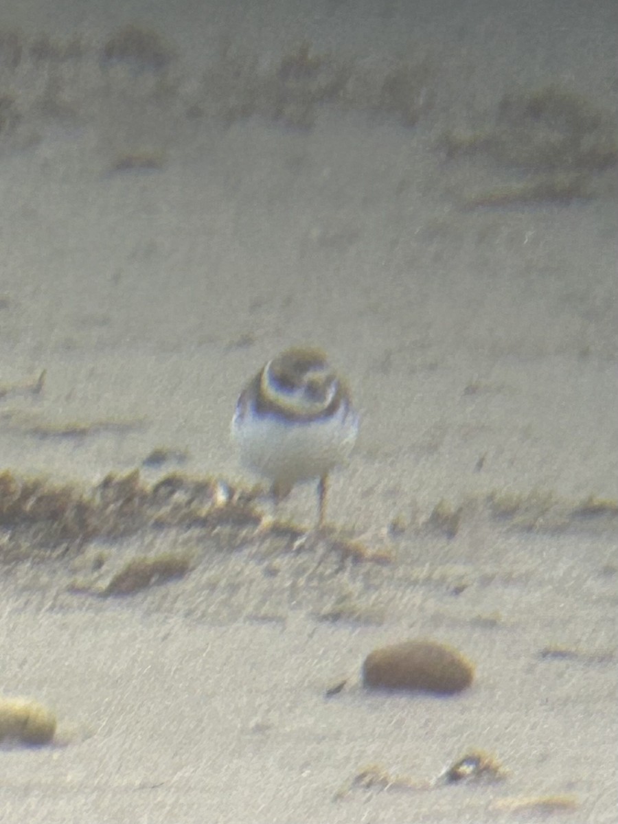 Semipalmated Plover - ML615468066