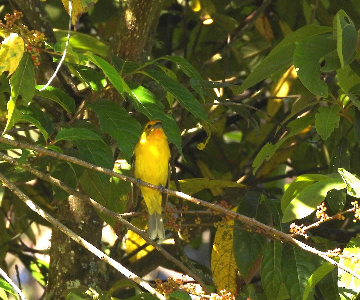 Flame-colored Tanager - ML615468068