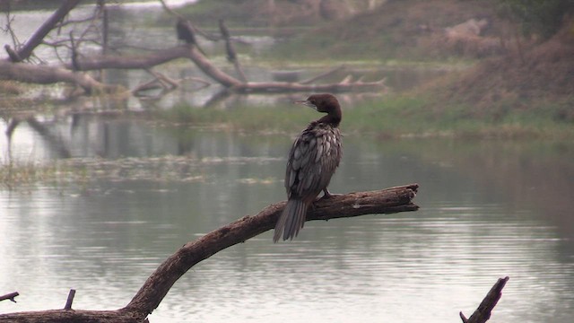 Little Cormorant - ML615468091