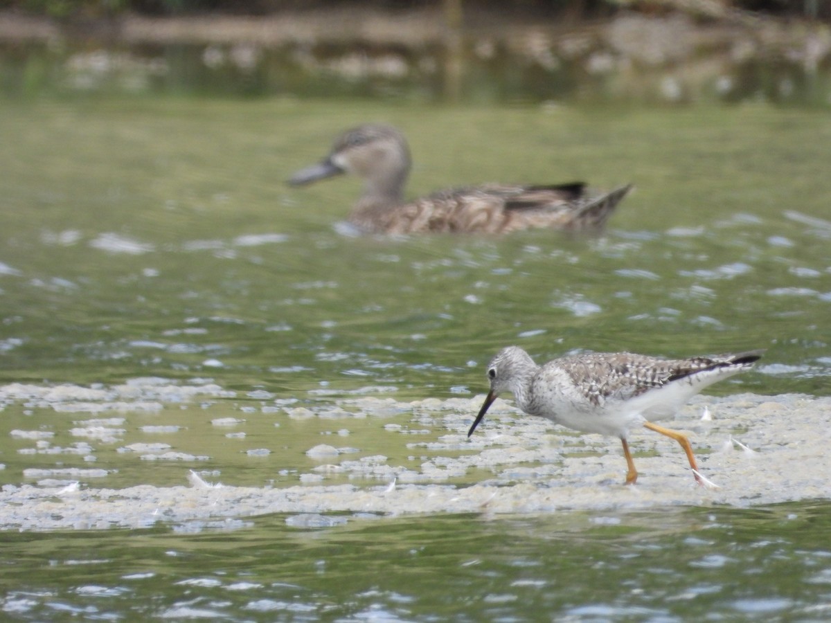 Lesser Yellowlegs - Manuel Pérez R.