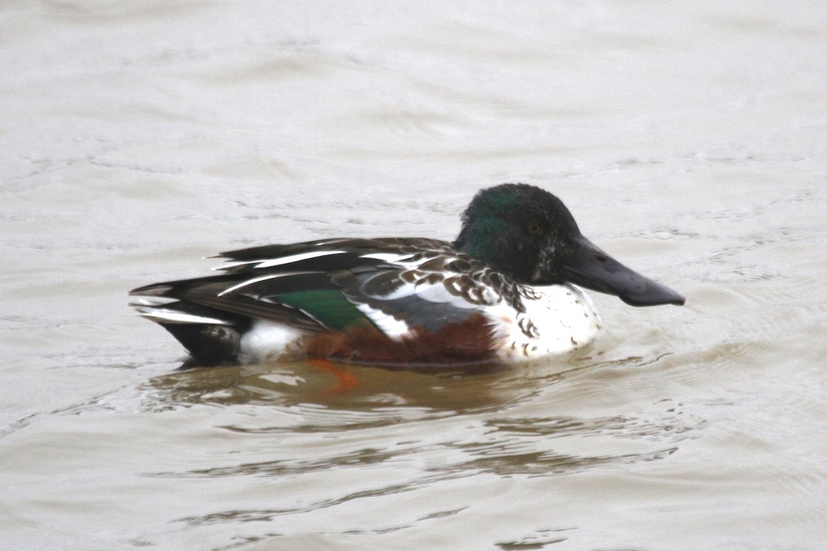 Northern Shoveler - ML615468163