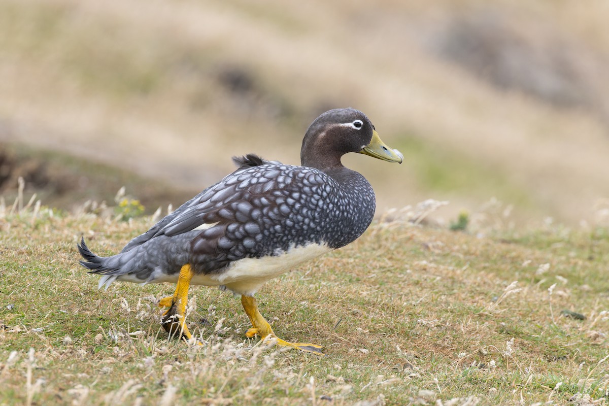 Falkland Forsa Ördeği - ML615468301