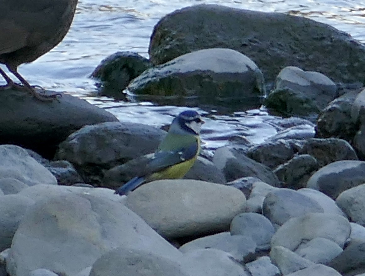 Mésange bleue - ML615468315