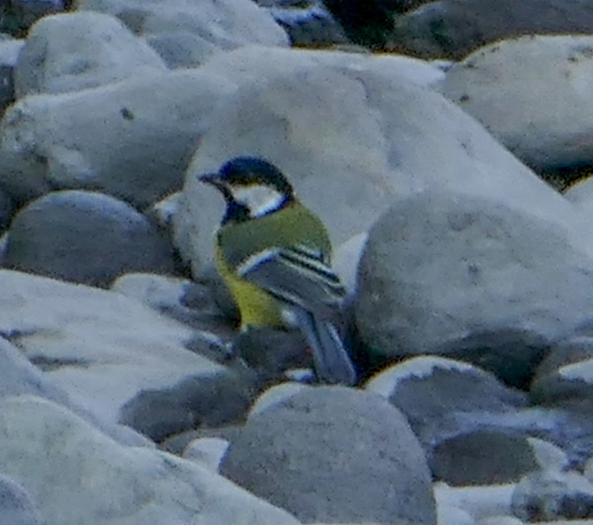 Mésange charbonnière - ML615468320