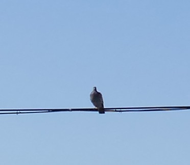 Pigeon biset (forme domestique) - ML615468325
