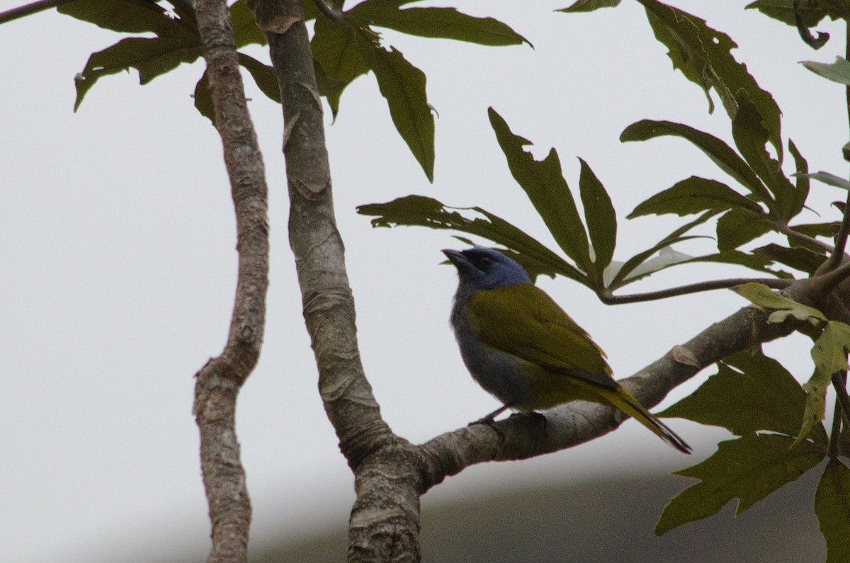 Blue-capped Tanager - ML615468349