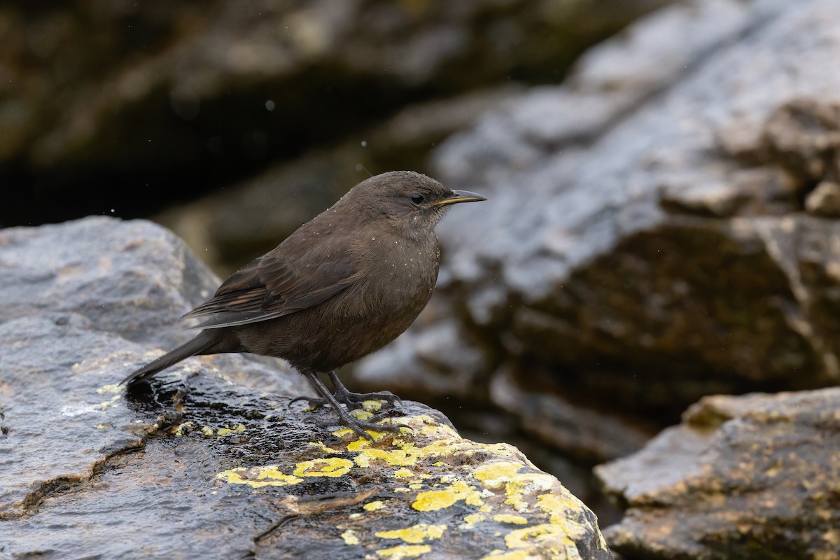 クロイソカマドドリ（antarcticus） - ML615468366