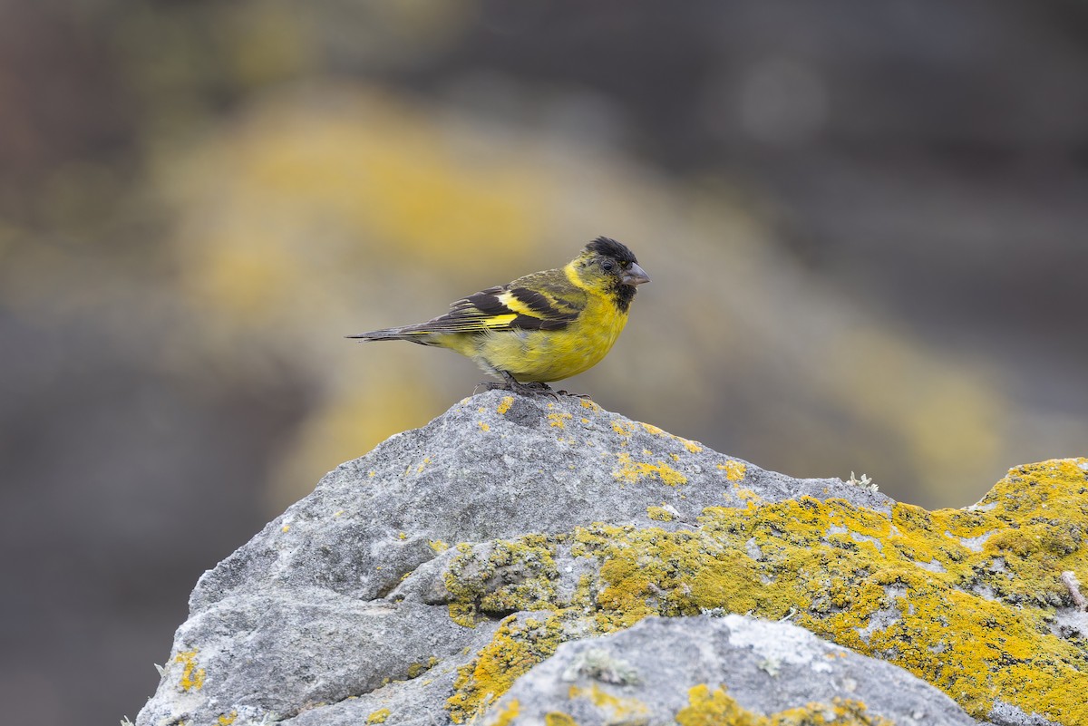 Black-chinned Siskin - ML615468384