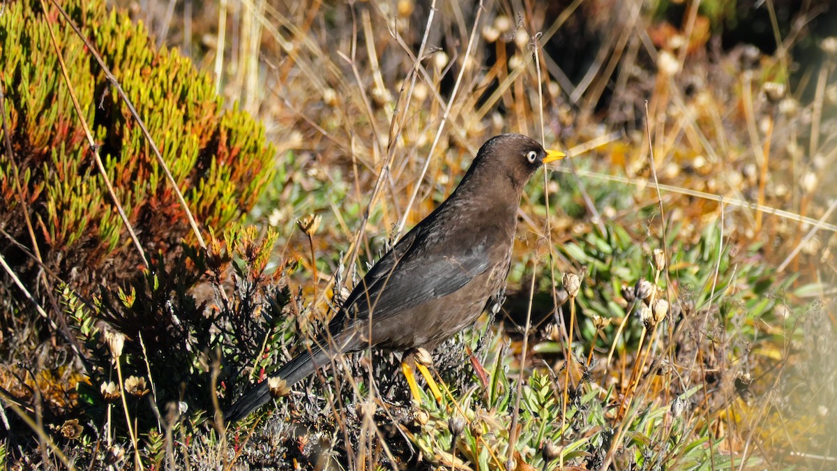 Sooty Thrush - ML615468423