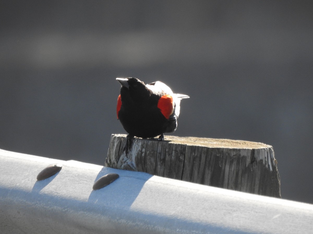 Red-winged Blackbird - ML615468425