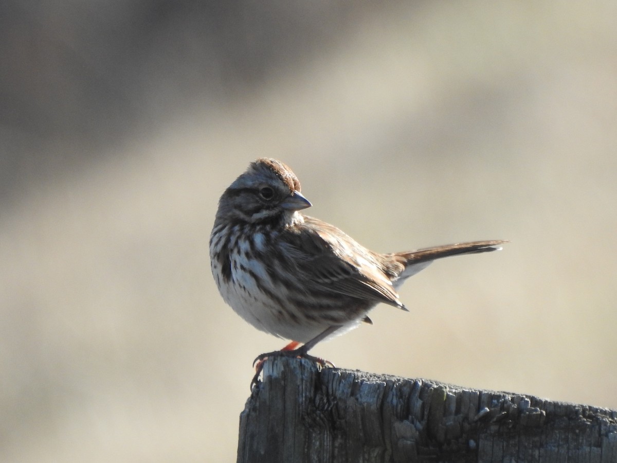 Song Sparrow - ML615468430