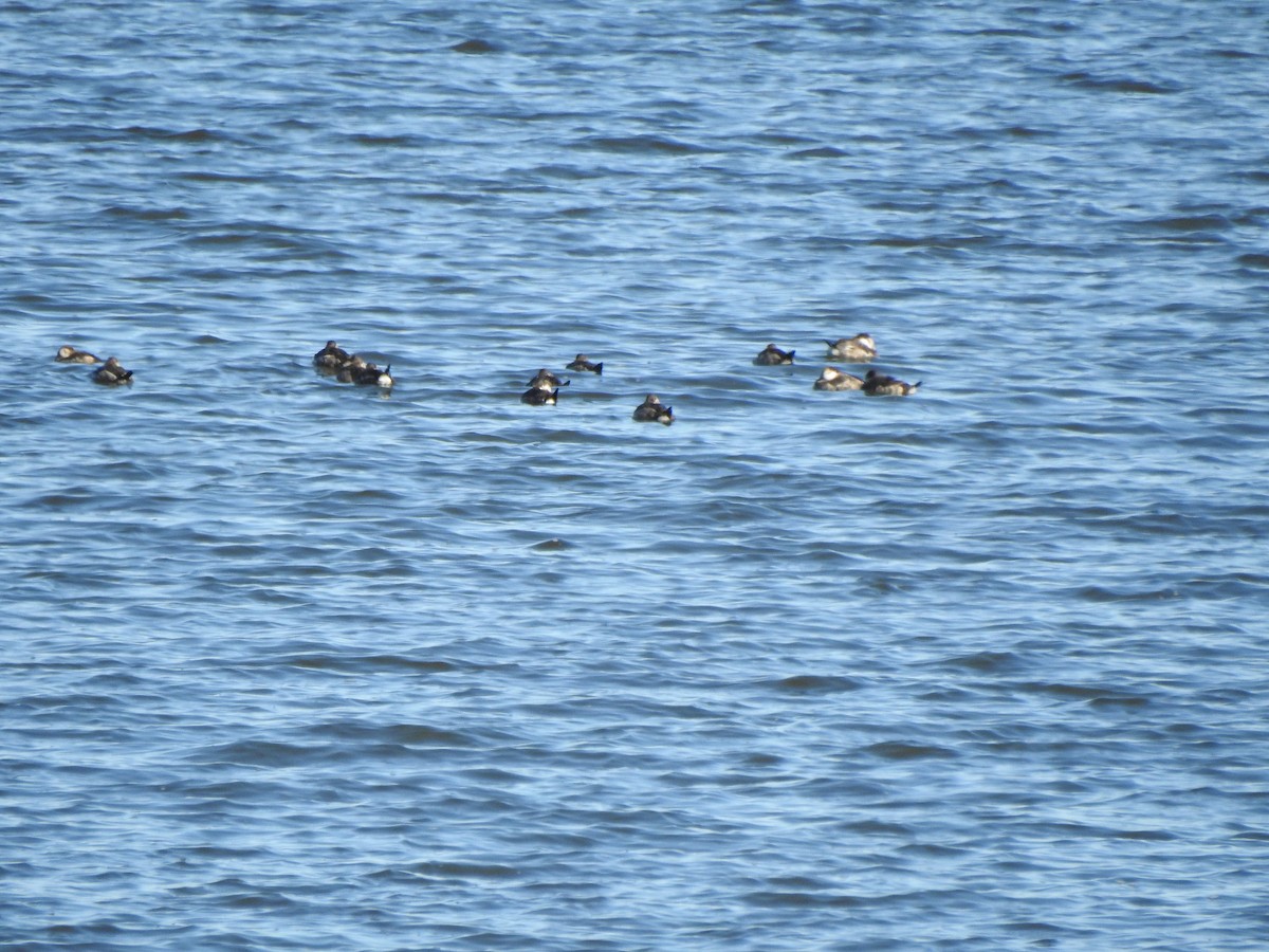 Ruddy Duck - Ron Marek