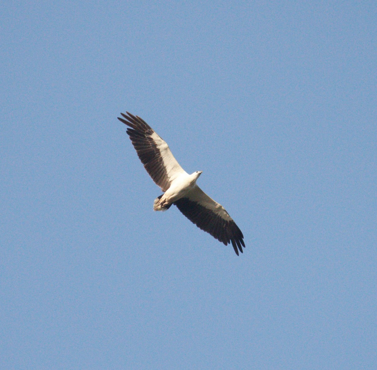 White-bellied Sea-Eagle - KUNAPARAJU SHANMUKHA VARMA