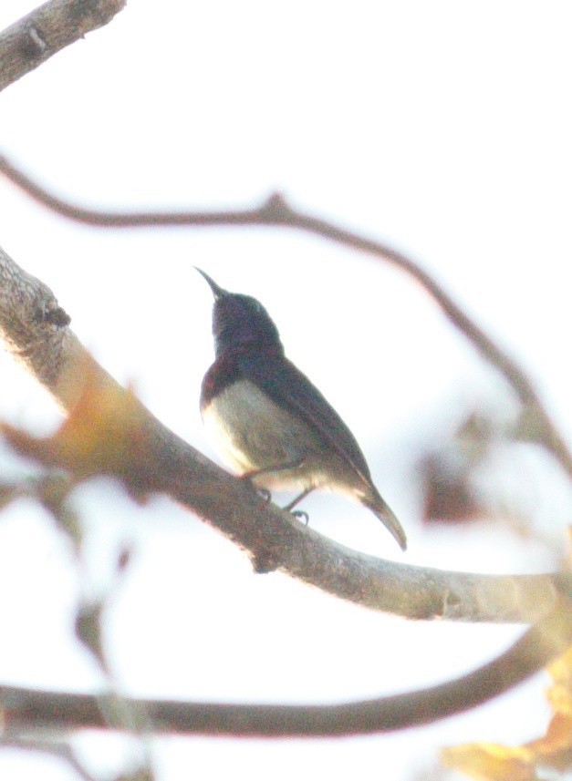 Crimson-backed Sunbird - KUNAPARAJU SHANMUKHA VARMA