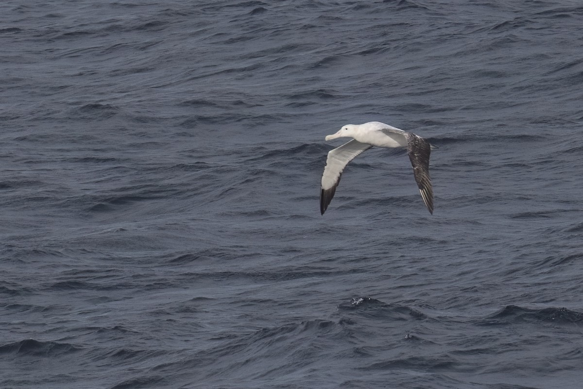 Albatros de Tristan da Cunha - ML615468526