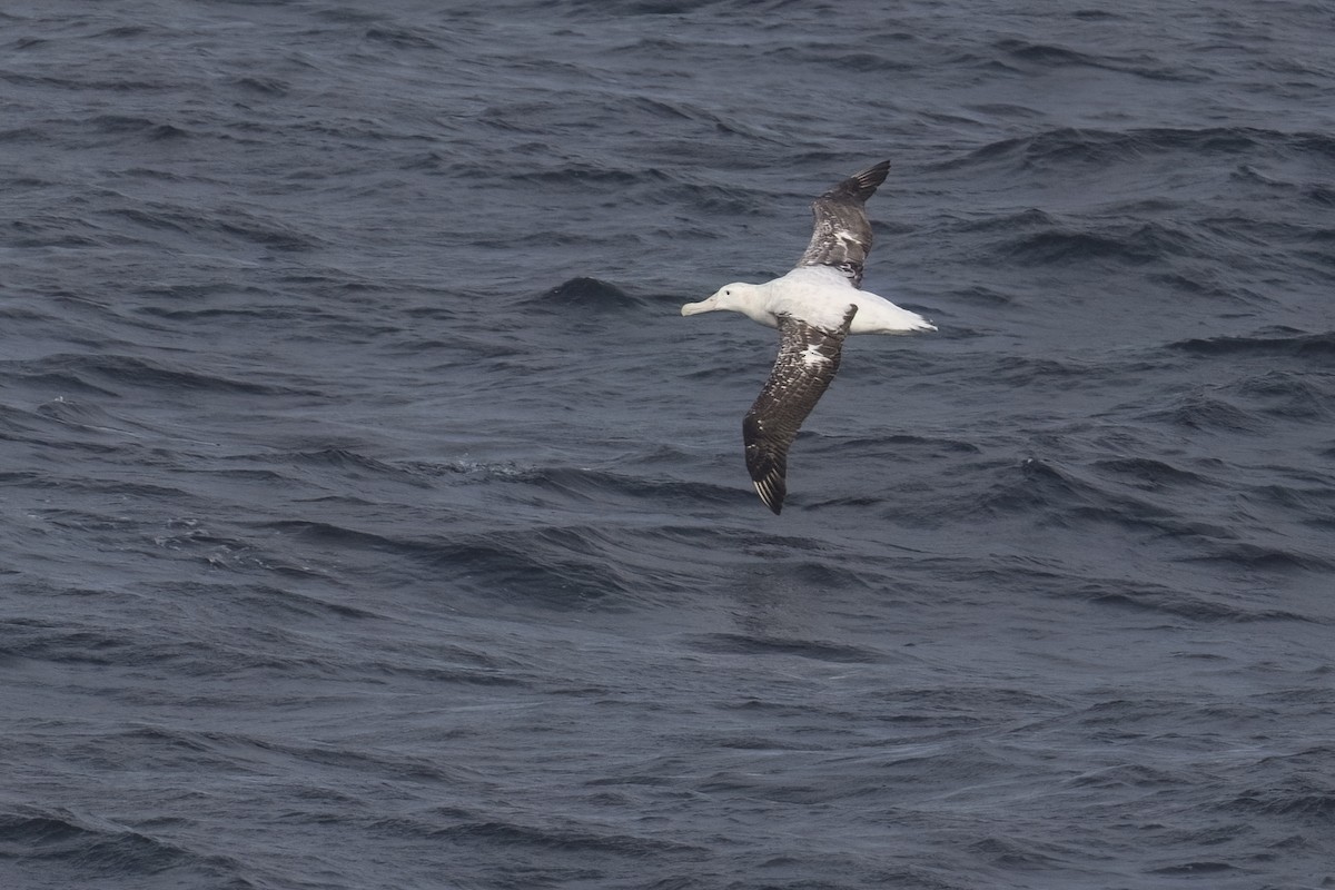 Albatros de Tristan da Cunha - ML615468527