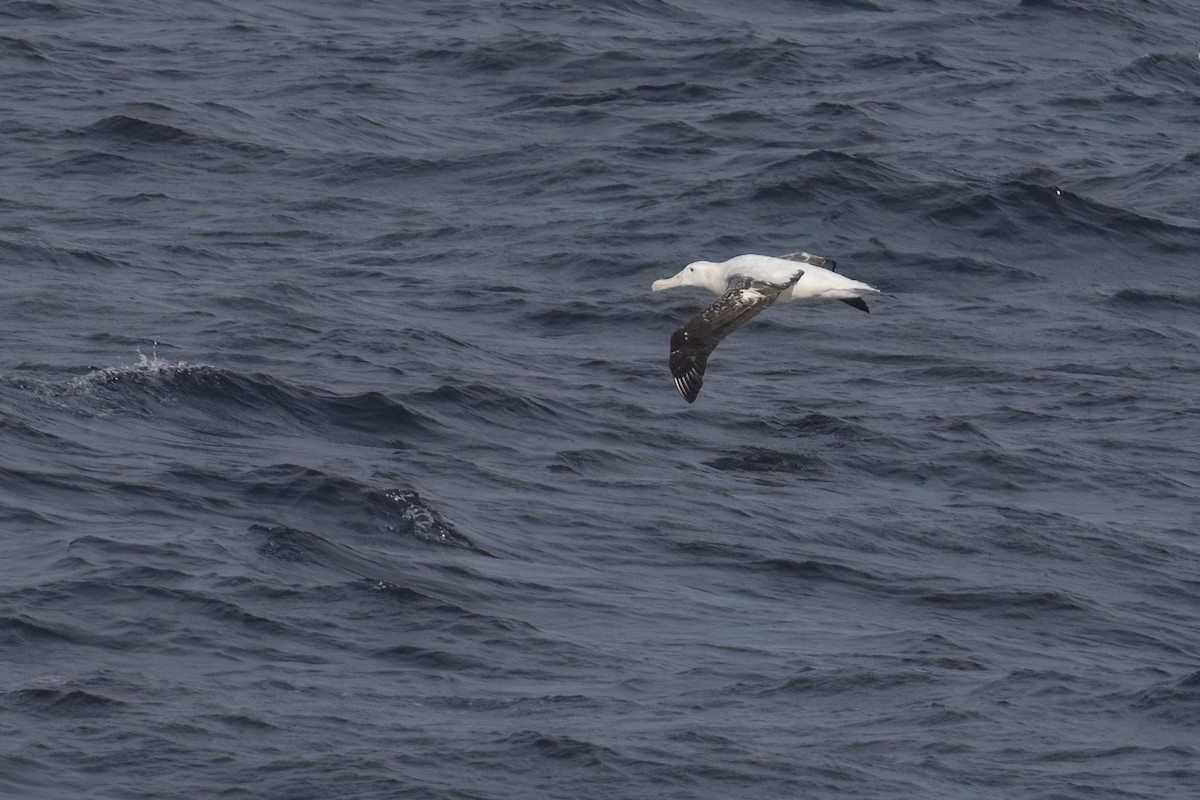 Albatros de Tristan da Cunha - ML615468528