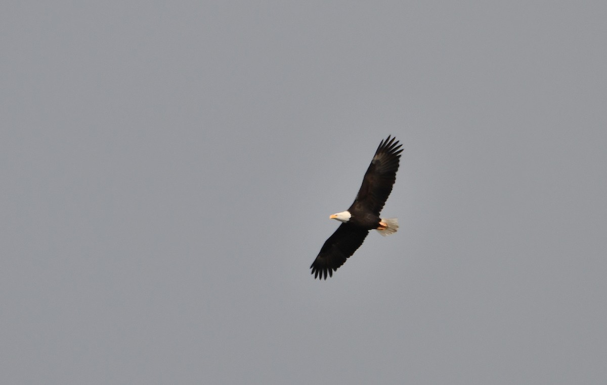 Bald Eagle - Carol Riddell