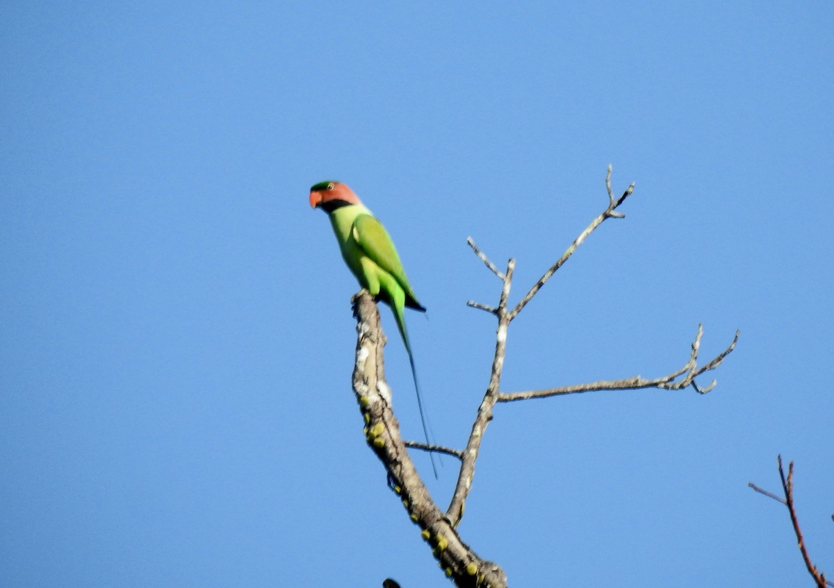 Uzun Kuyruklu Yeşil Papağan - ML615468644