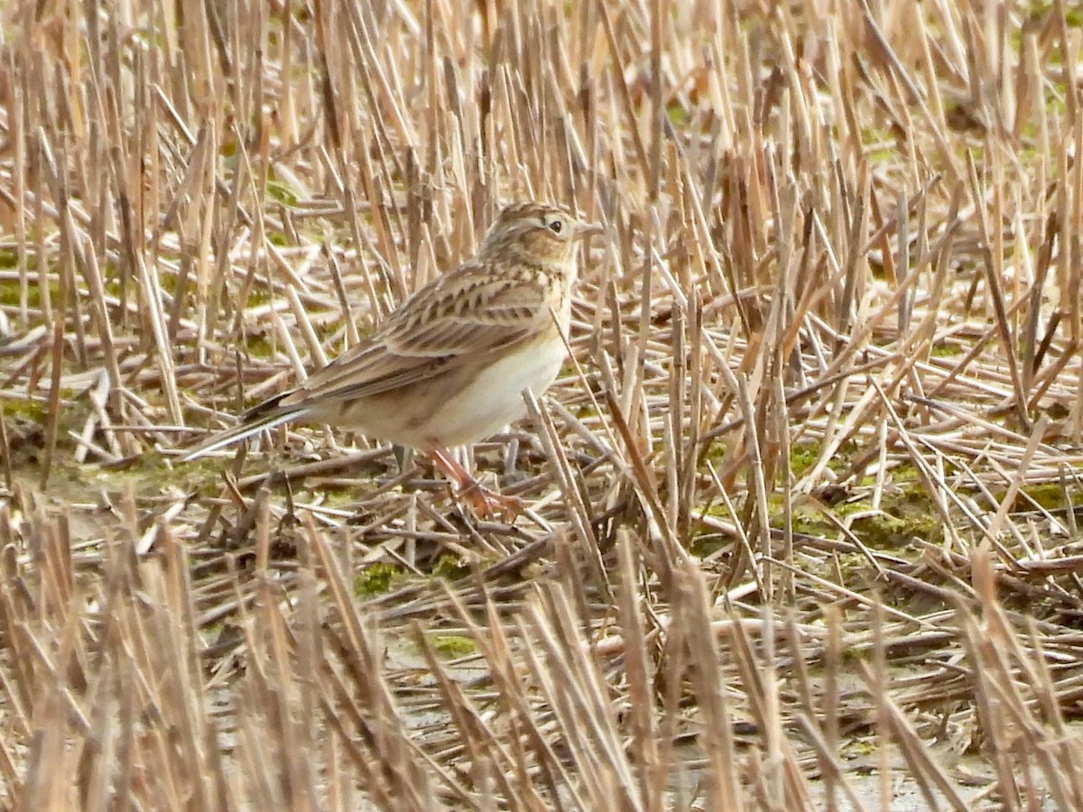 Eurasian Skylark - Andy Todd