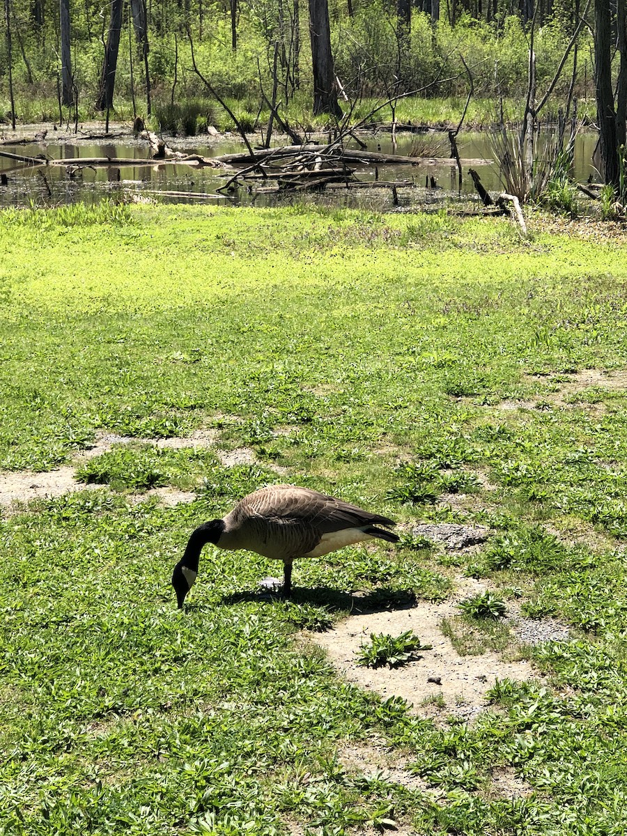 Canada Goose - Kristian Neely