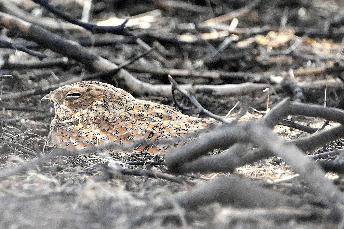 Golden Nightjar - ML615468800