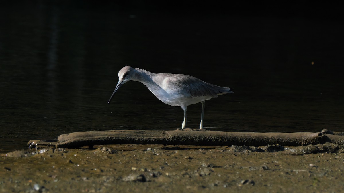 Willet - ML615468840