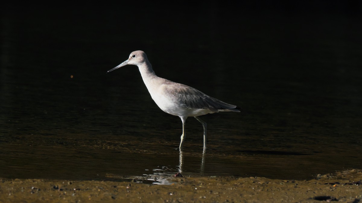 Willet - ML615468843