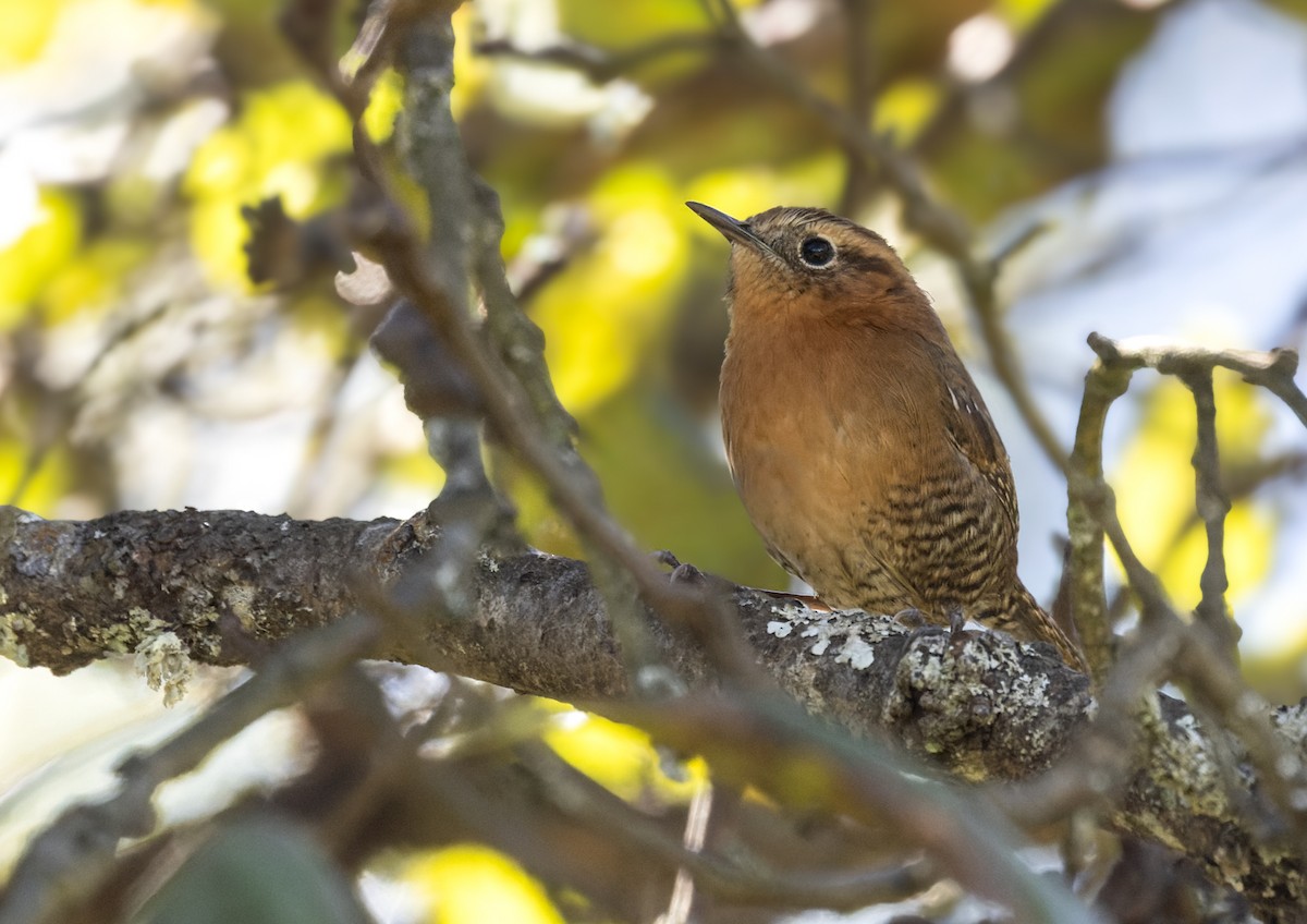 Rufous-browed Wren - ML615468872