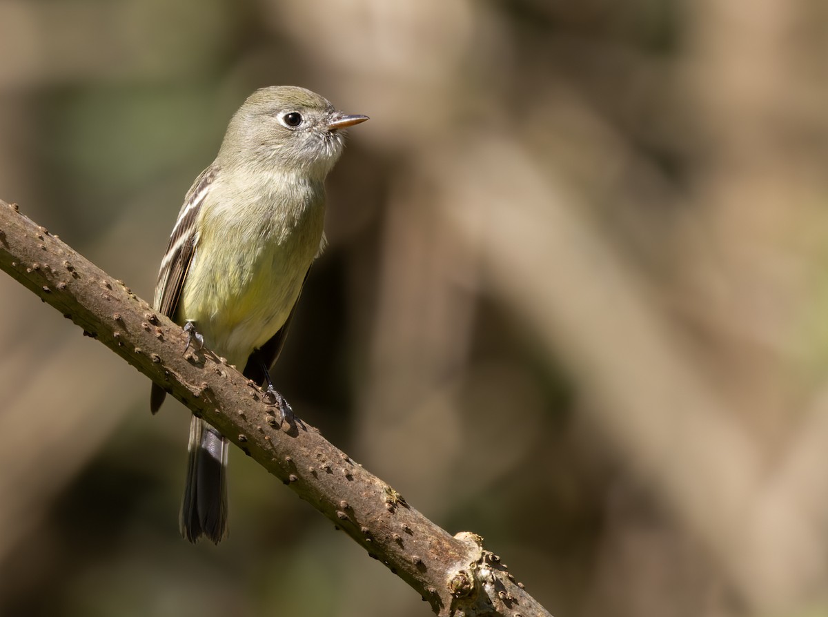 Least Flycatcher - ML615468880