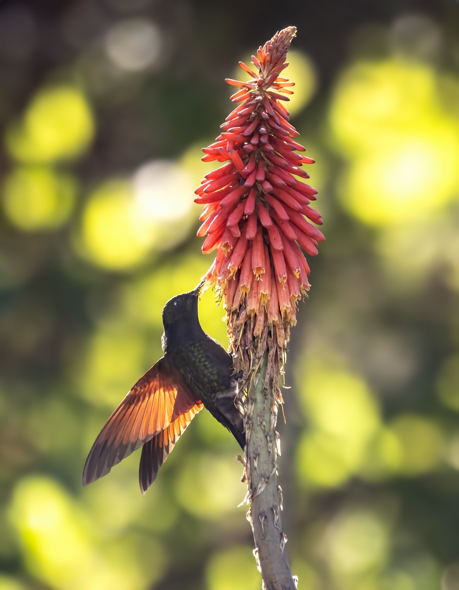 Colibri à gorge grenat - ML615468886