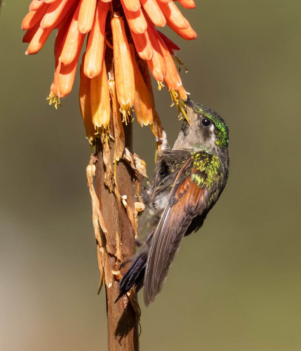 Colibri à gorge grenat - ML615468888