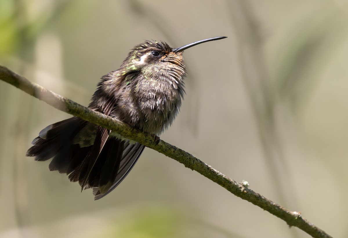 Amethyst-throated Mountain-gem - Lars Petersson | My World of Bird Photography