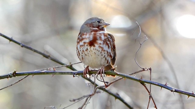 Fox Sparrow - ML615468906