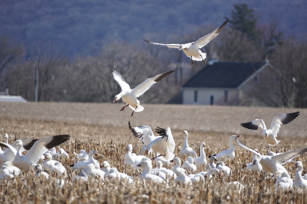 Snow Goose - ML615468958