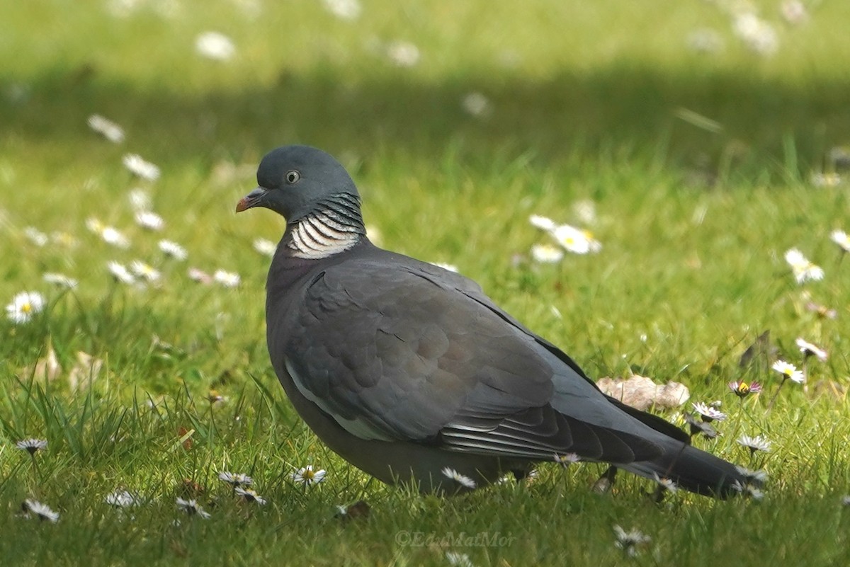 Common Wood-Pigeon - ML615469014