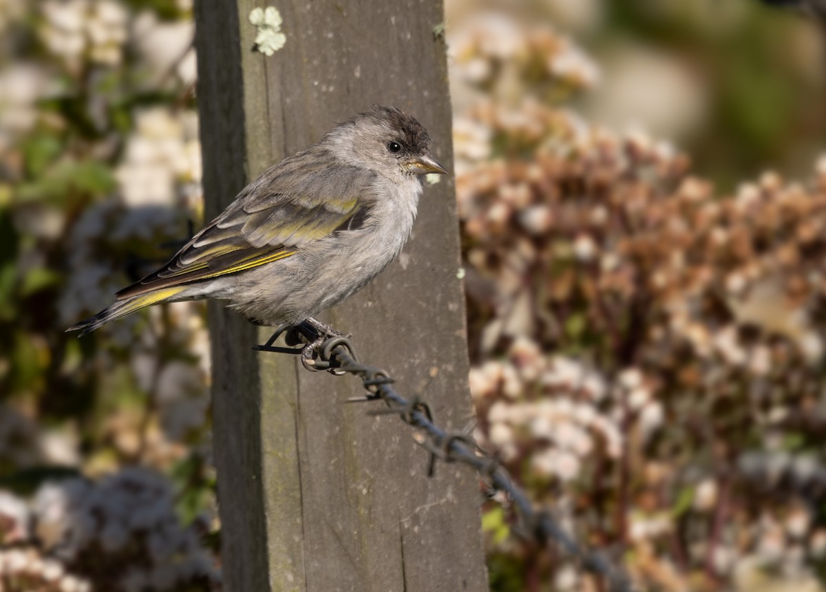 Pine Siskin (Chiapas) - Lars Petersson | My World of Bird Photography