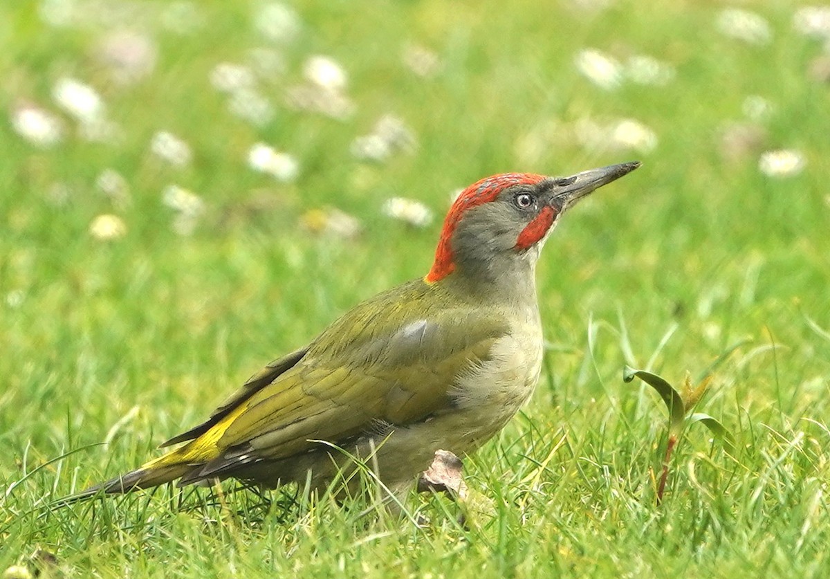 Iberian Green Woodpecker - ML615469042