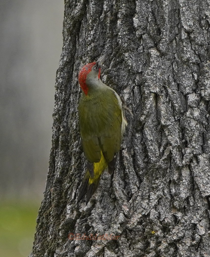 Iberian Green Woodpecker - ML615469043