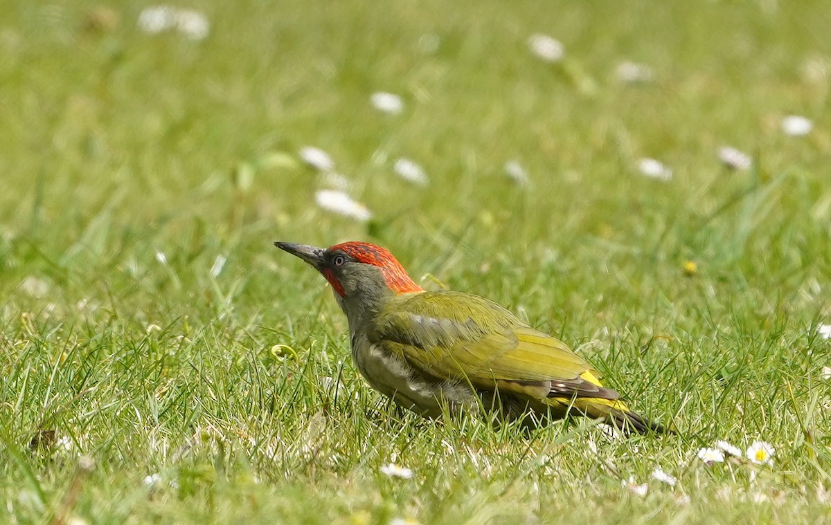 Iberian Green Woodpecker - ML615469044