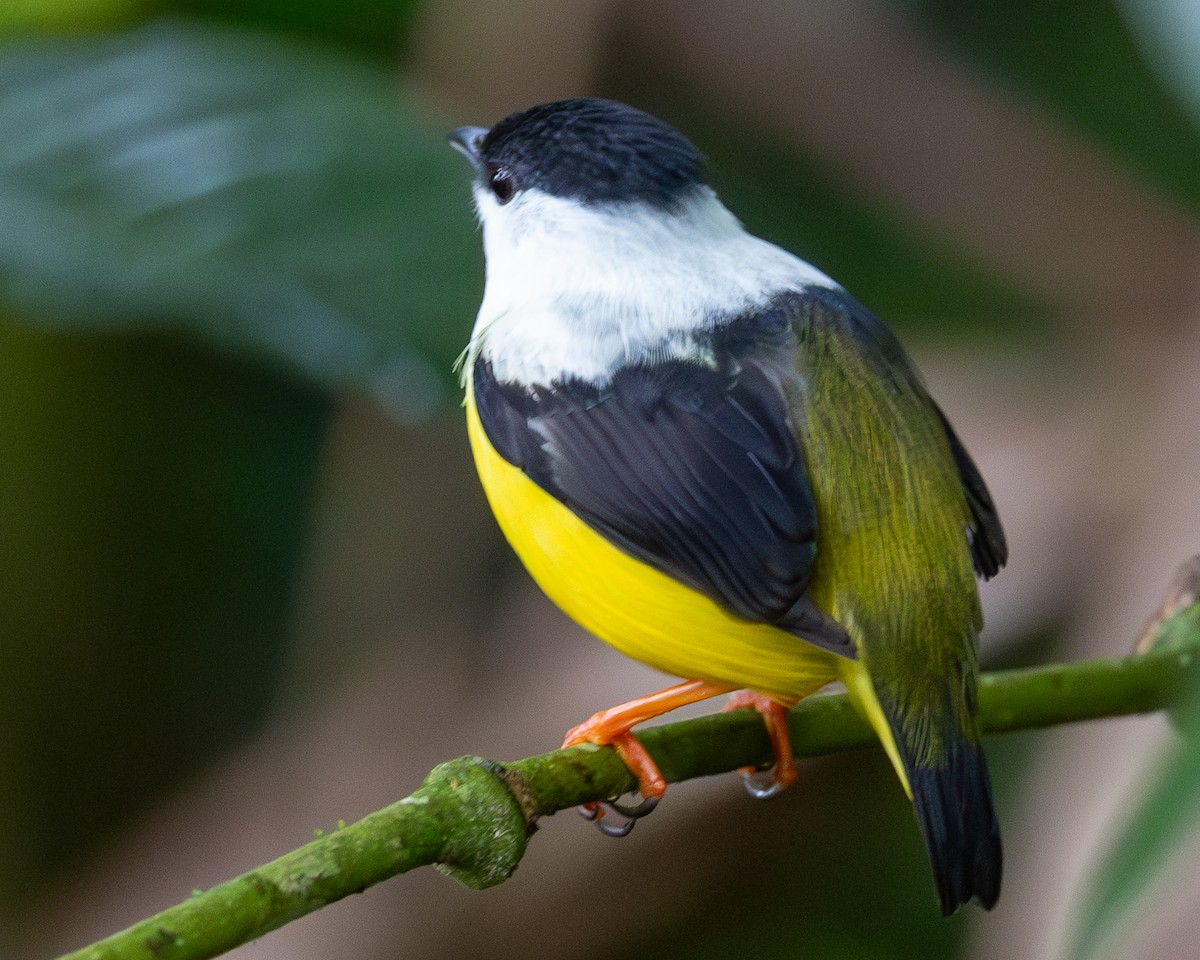 White-collared Manakin - Else Karlsen