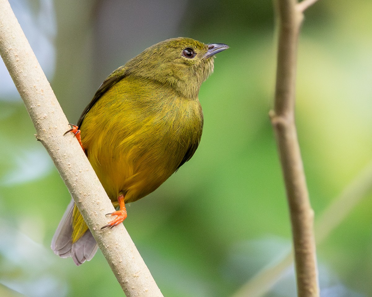 White-collared Manakin - ML615469051