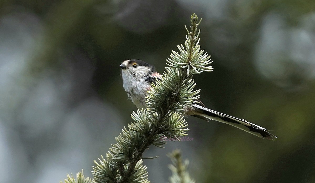 Long-tailed Tit - ML615469053