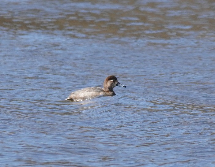 Ring-necked Duck - ML615469061