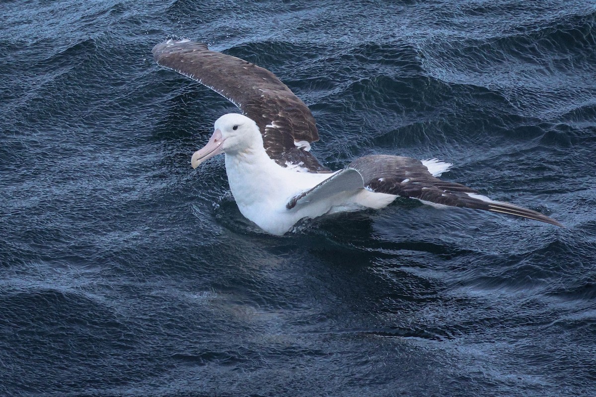 Northern Royal Albatross - ML615469241