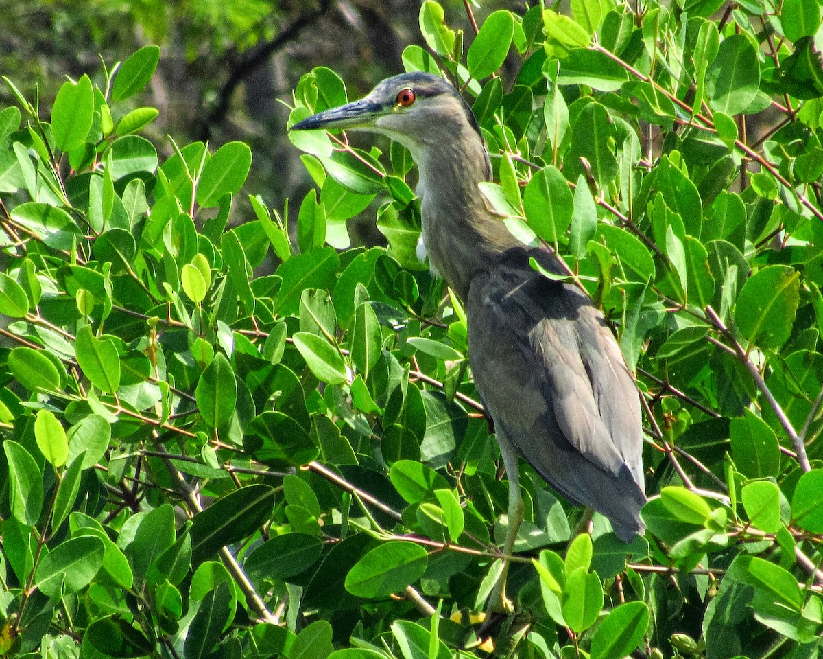 Black-crowned Night Heron - ML615469276