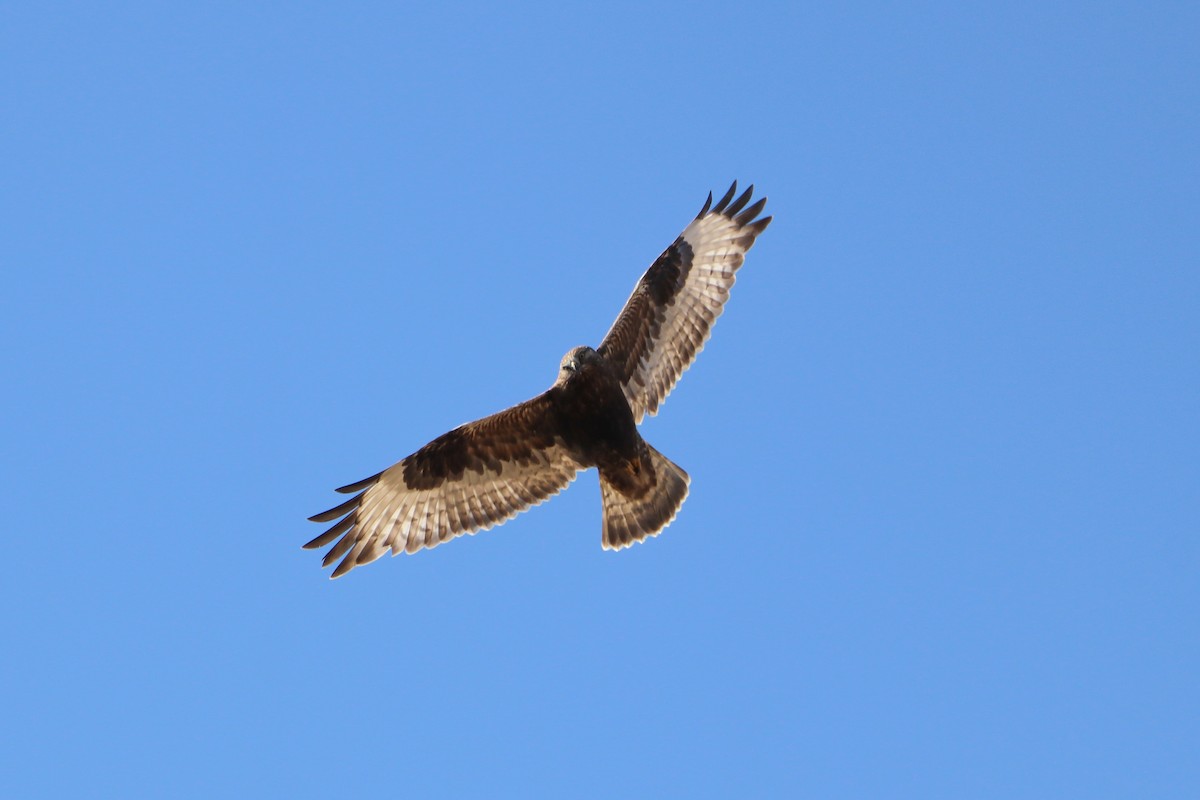 Rough-legged Hawk - Sean Carroll