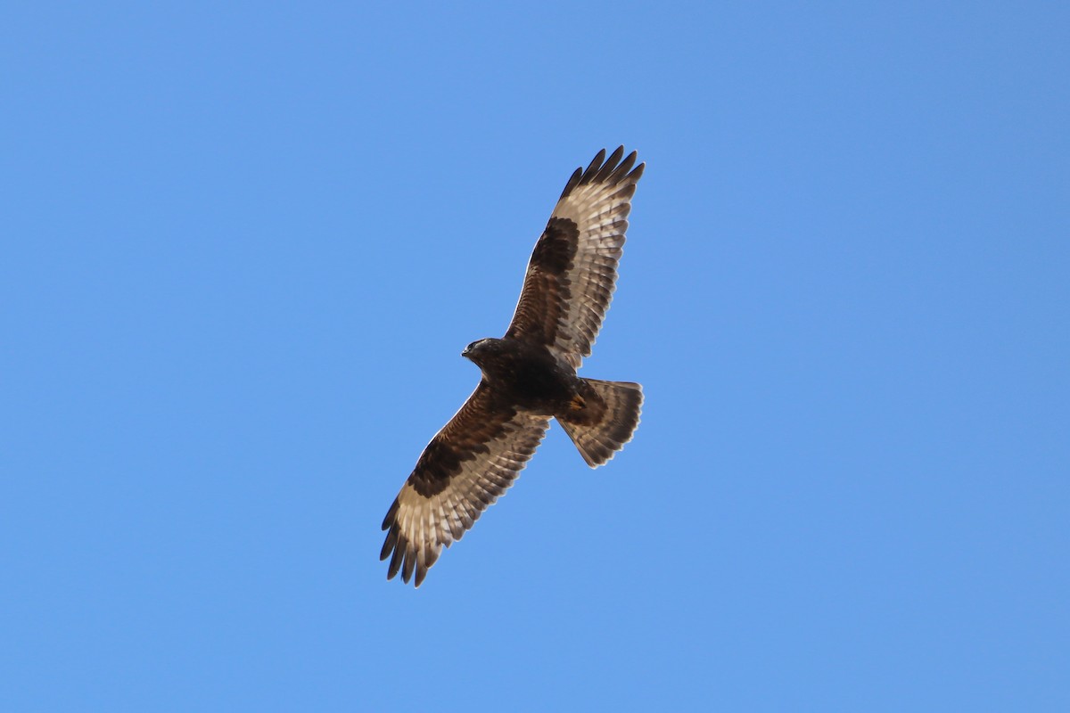 Rough-legged Hawk - Sean Carroll